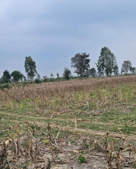  Agricultural Land for Sale in Belur Hassan