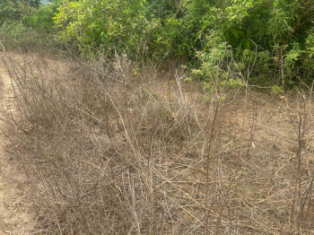  Residential Plot for Sale in Mudigere, Chikmagalur