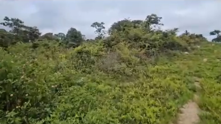  Residential Plot 5 Ares for Sale in Sakleshpur, Hassan