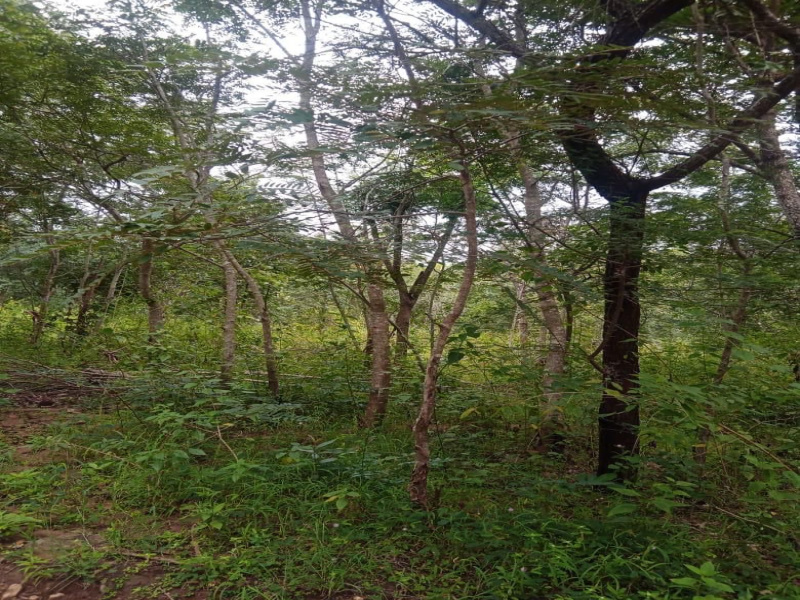  Residential Plot 12 Acre for Sale in Hebbalu, Hassan