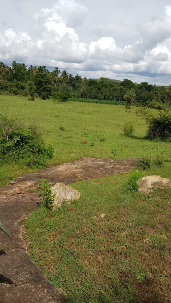  Residential Plot 3 Acre for Sale in Santhi Nagar, Hassan