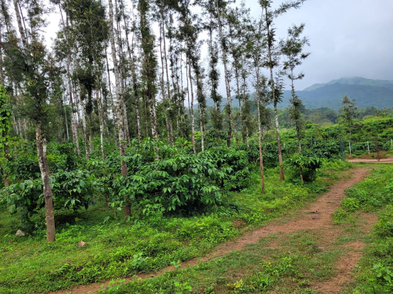  Residential Plot 5 Acre for Sale in Mudigere, Chikmagalur