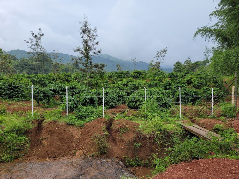  Residential Plot 5 Acre for Sale in Mudigere, Chikmagalur