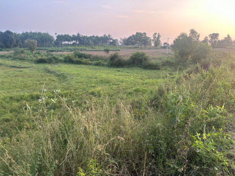  Residential Plot 1 Acre for Sale in Belur Hassan