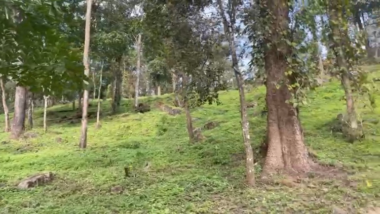  Residential Plot 2 Acre for Sale in Sakleshpur, Hassan