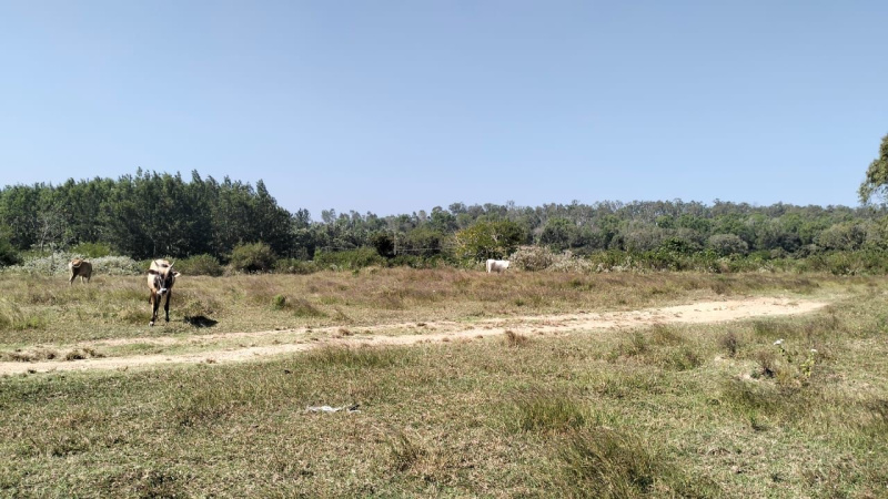  Residential Plot 6 Acre for Sale in Belur Hassan