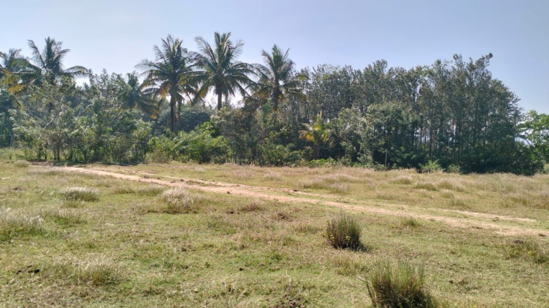  Residential Plot 6 Acre for Sale in Belur Hassan