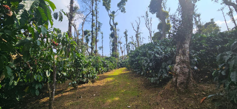  Residential Plot 1306800 Sq.ft. for Sale in Sakleshpur, Hassan