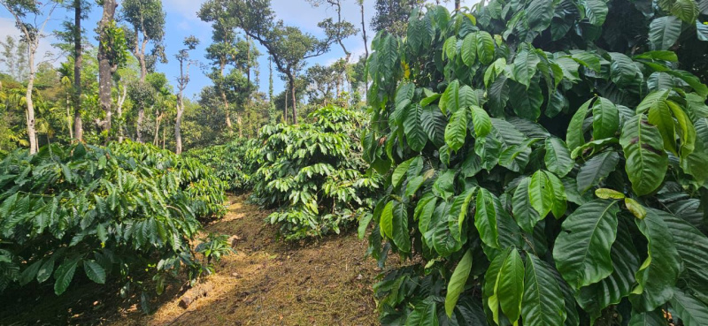  Residential Plot 1306800 Sq.ft. for Sale in Sakleshpur, Hassan