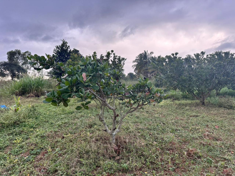  Agricultural Land 55560 Sq.ft. for Sale in Doddaballapur, Bangalore