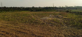  Residential Plot for Sale in Belur Hassan