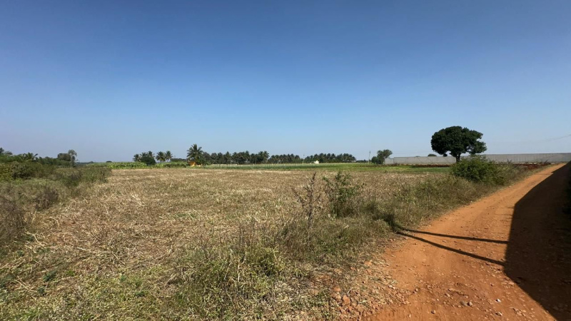  Agricultural Land 28 Guntha for Sale in Doddaballapur, Bangalore