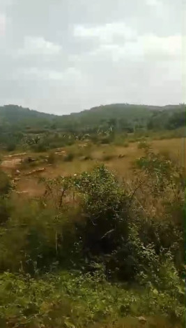  Agricultural Land 60 Acre for Sale in Ramanagara, Bangalore