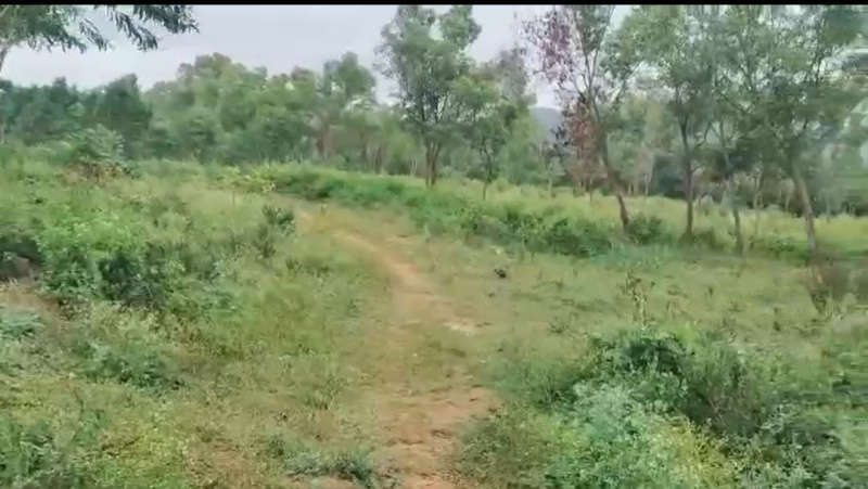  Agricultural Land 31 Guntha for Sale in Kanakapura, Bangalore