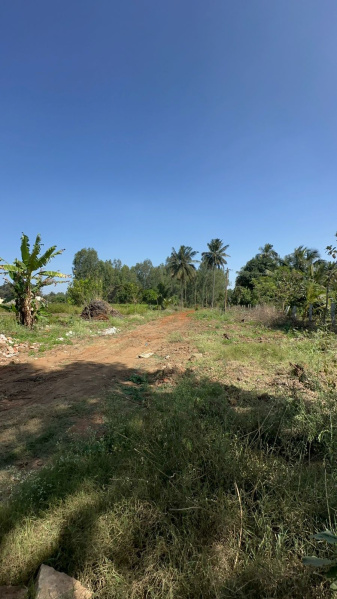  Agricultural Land 19 Guntha for Sale in Devanahalli, Bangalore