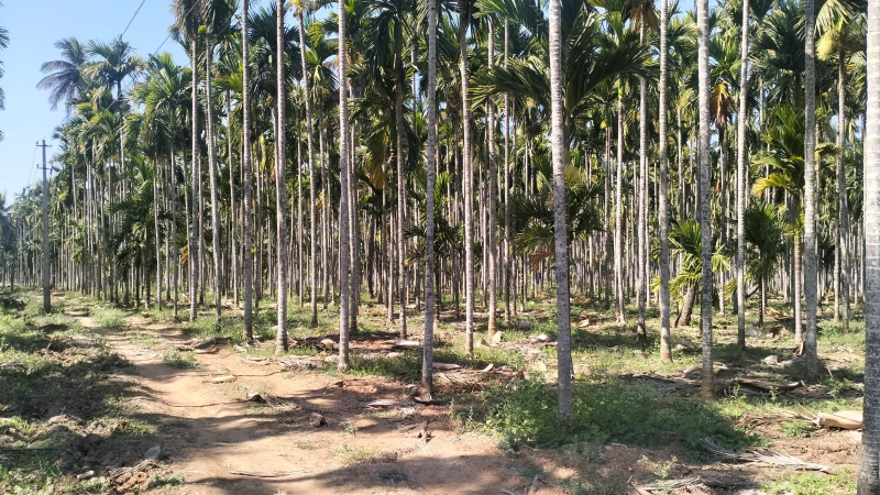  Agricultural Land 5 Acre for Sale in Aldur, Chikmagalur