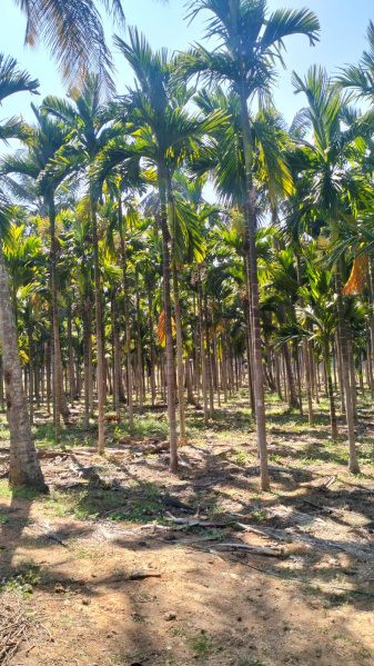  Agricultural Land 5 Acre for Sale in Aldur, Chikmagalur