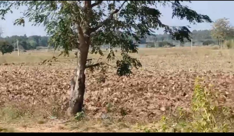  Agricultural Land 15 Acre for Sale in Malavalli, Mandya