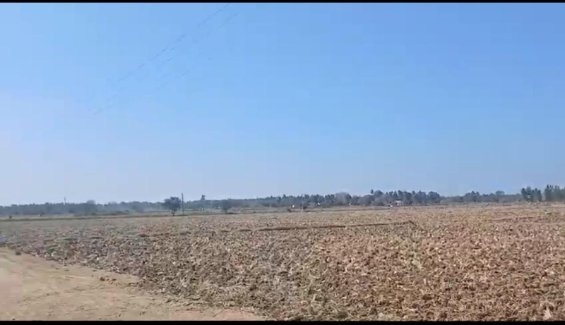  Agricultural Land 10 Acre for Sale in Malavalli, Mandya