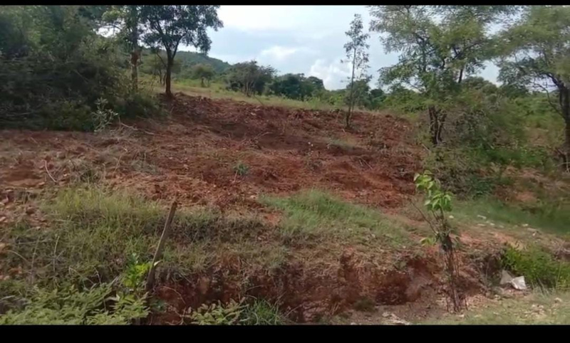  Agricultural Land 2 Acre for Sale in Mudigere, Chikmagalur