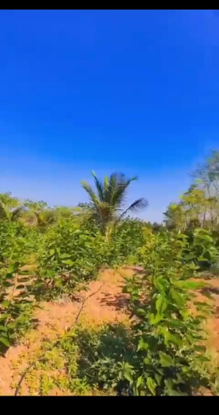  Agricultural Land 7 Acre for Sale in Belavadi, Mysore