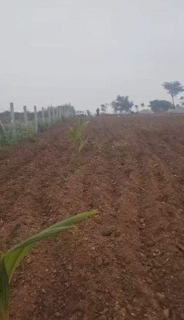  Agricultural Land 2 Acre for Sale in Malavalli, Mandya