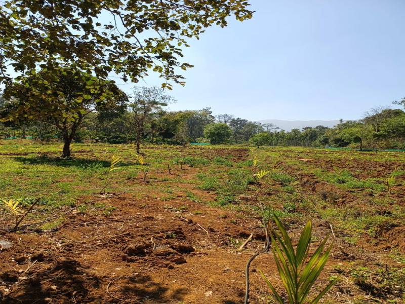  Agricultural Land 5 Acre for Sale in Mudigere, Chikmagalur