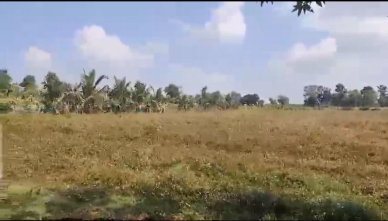  Agricultural Land 5 Acre for Sale in HD Kote Road, Mysore