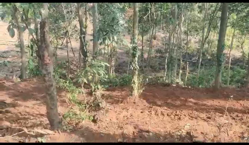  Agricultural Land 1 Acre for Sale in Sakleshpur, Hassan