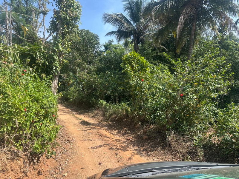  Agricultural Land 3 Acre for Sale in Mudigere, Chikmagalur