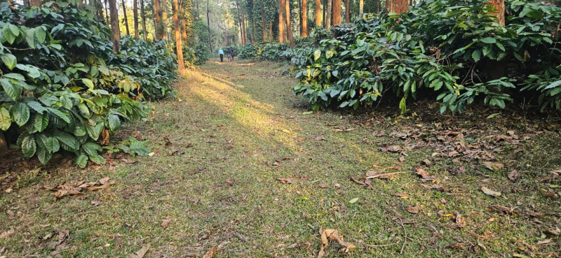  Agricultural Land 4 Acre for Sale in Sakleshpur, Hassan