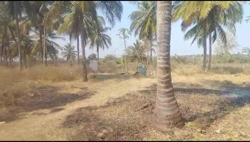  Agricultural Land 5 Acre for Sale in Belagola, Mysore