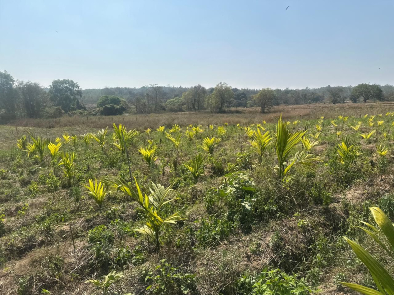  Agricultural Land 4 Acre for Sale in Hebbalu, Hassan