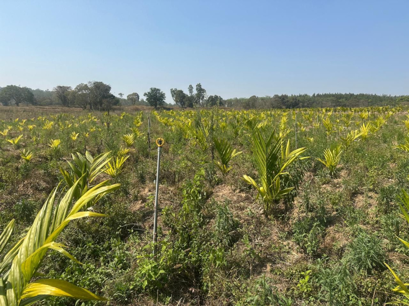  Agricultural Land 4 Acre for Sale in Hebbalu, Hassan