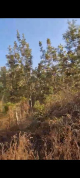  Agricultural Land for Sale in Kodlipet, Kodagu