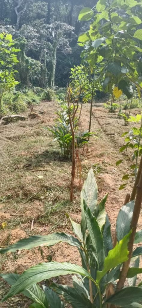  Agricultural Land 613 Acre for Sale in Sakleshpur, Hassan