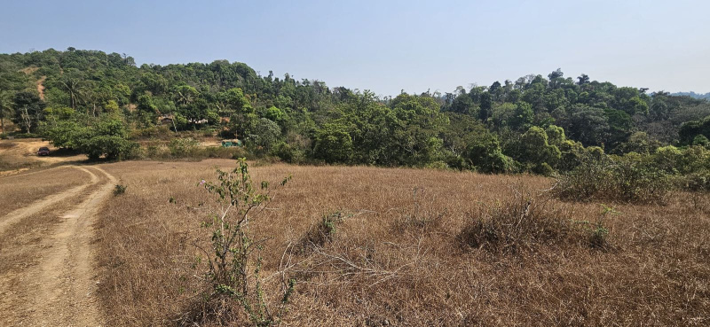  Agricultural Land 20 Acre for Sale in Sakleshpur, Hassan