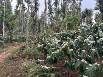  Agricultural Land for Sale in Mudigere, Chikmagalur