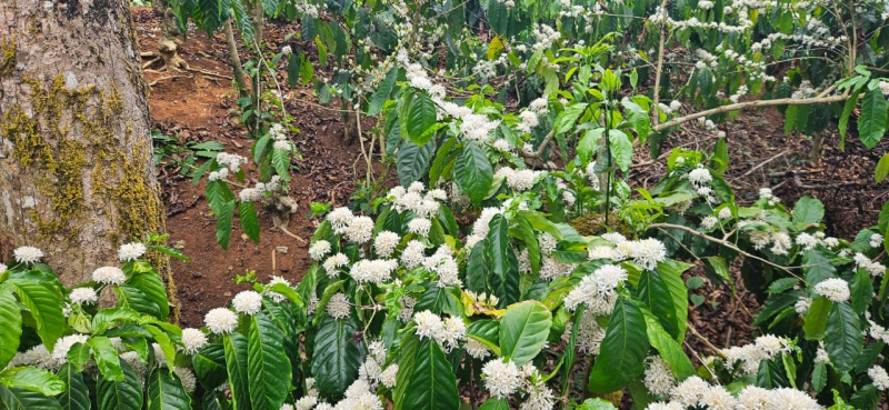  Agricultural Land 2 Acre for Sale in Sakleshpur, Hassan