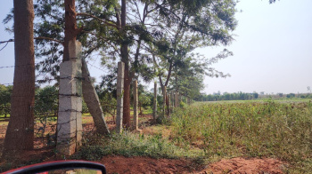  Agricultural Land for Sale in Doddaballapur, Bangalore