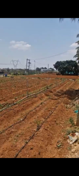  Agricultural Land 30 Guntha for Sale in Doddaballapur, Bangalore