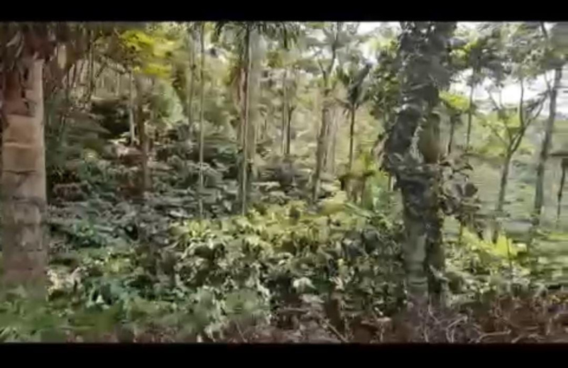  Agricultural Land 5 Acre for Sale in Sakleshpur, Hassan