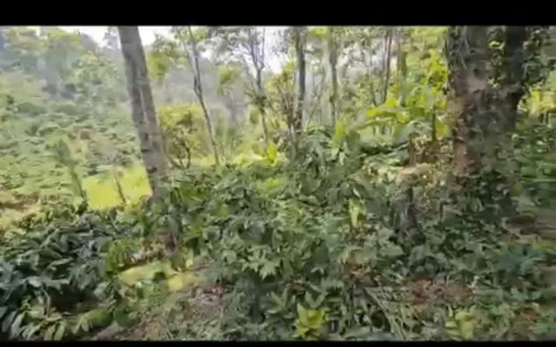  Agricultural Land 5 Acre for Sale in Sakleshpur, Hassan