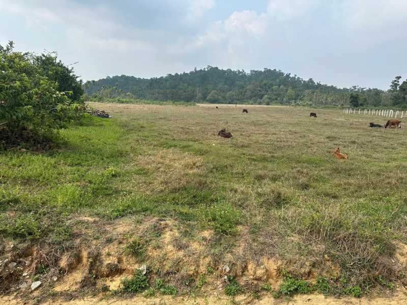  Agricultural Land 26 Guntha for Sale in Mudigere, Chikmagalur