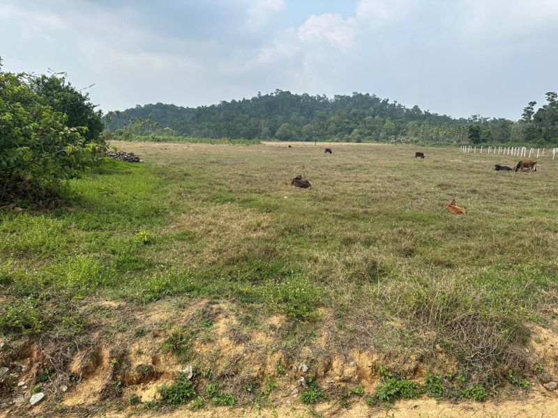  Agricultural Land 26 Guntha for Sale in Mudigere, Chikmagalur