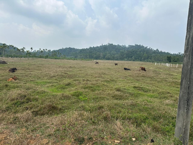  Agricultural Land 26 Guntha for Sale in Mudigere, Chikmagalur
