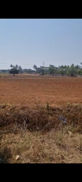  Agricultural Land 12 Guntha for Sale in Doddaballapur, Bangalore