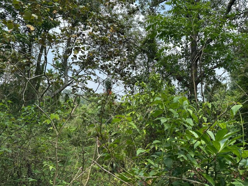  Agricultural Land 26 Guntha for Sale in Mudigere, Chikmagalur