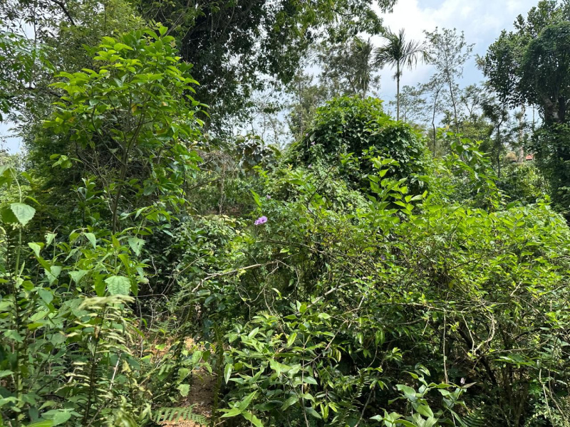  Agricultural Land 1 Acre for Sale in Mudigere, Chikmagalur