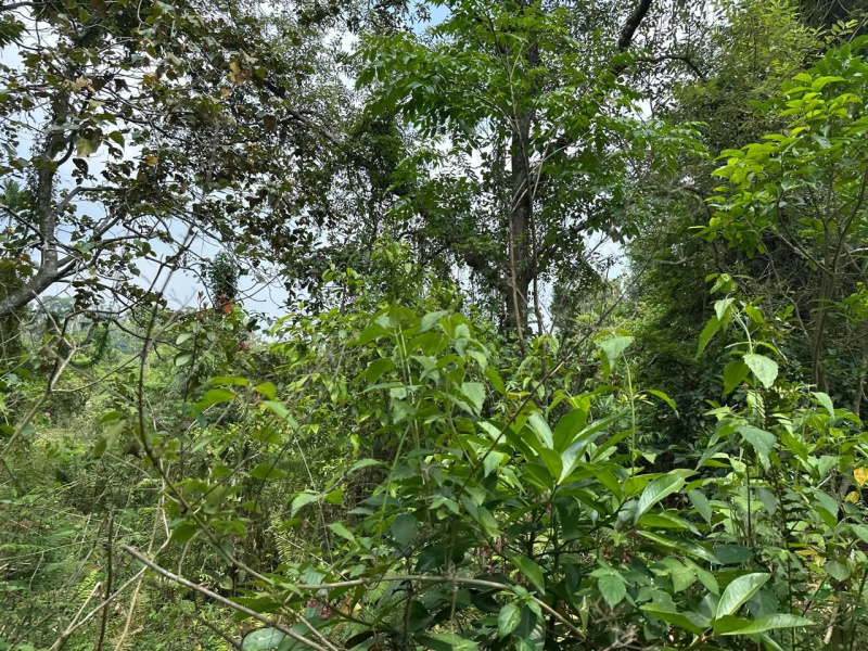  Agricultural Land 1 Acre for Sale in Mudigere, Chikmagalur